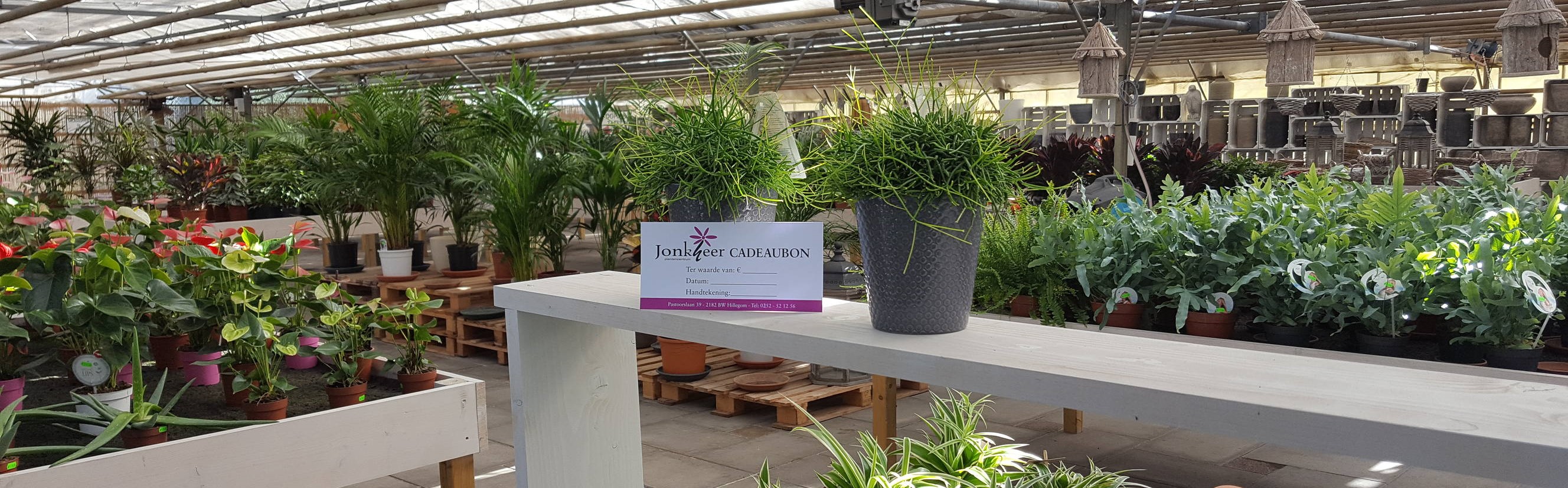 cadeaubon bij Jonkheer Plantencentrum Hillegom