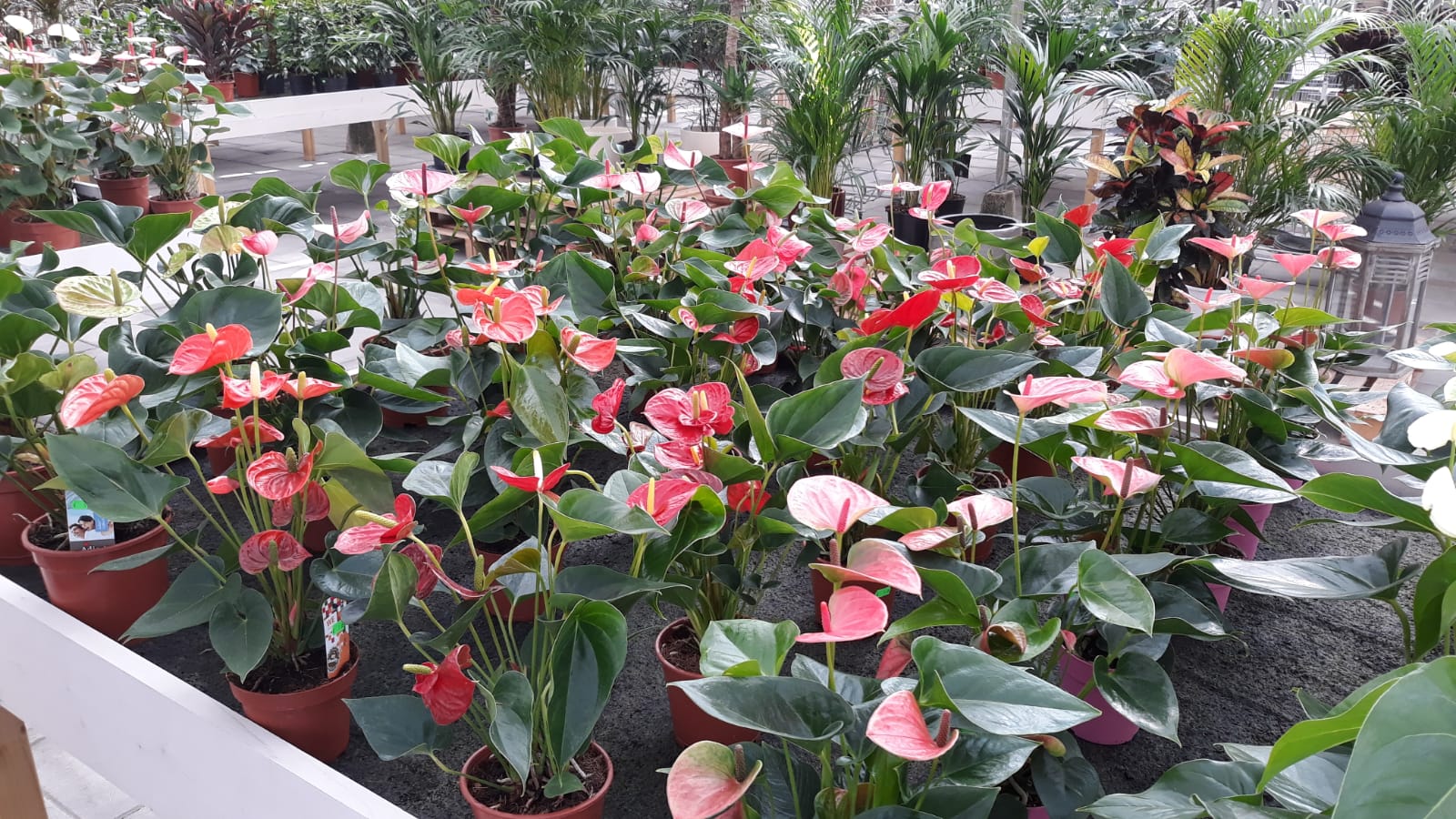 bloeiende kamerplanten bij Jonkheer Plantencentrum Hillegom