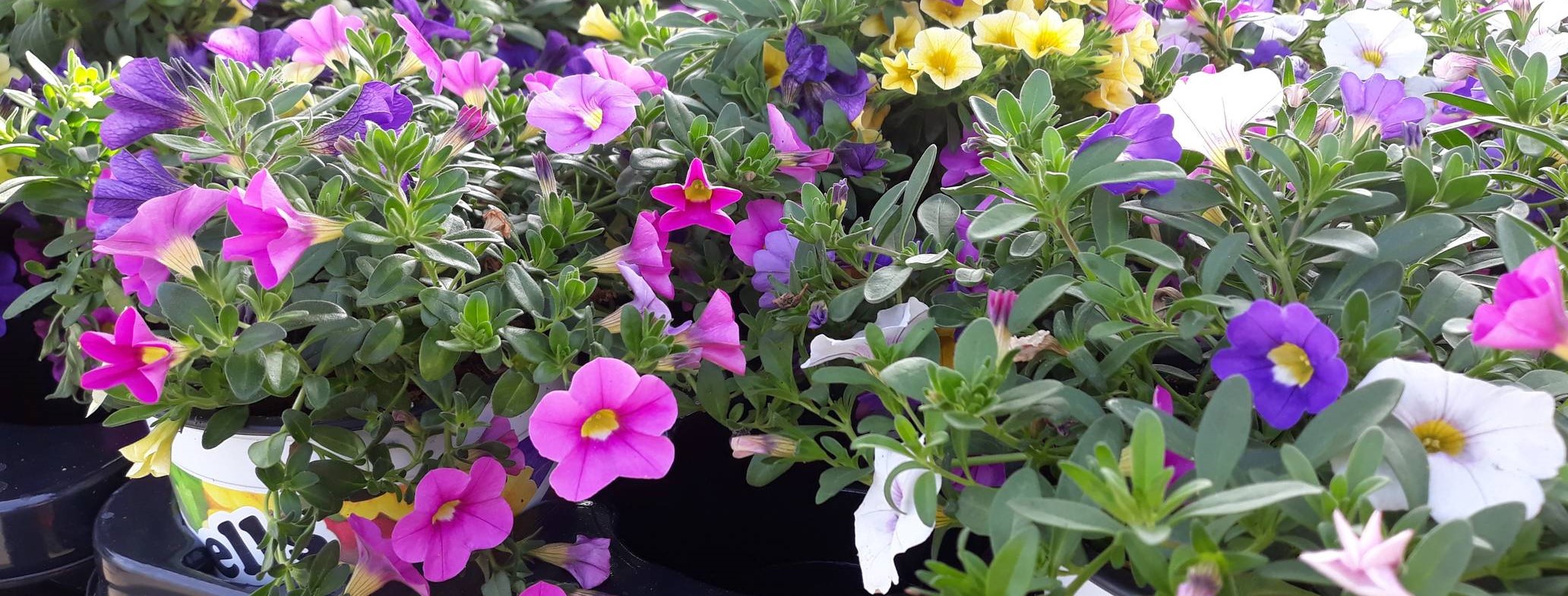 tuinplanten bij Jonkheer Plantencentrum Hillegom